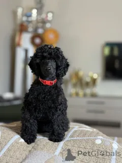 Дополнительные фото: Black Toy Poodle Girl Родилась 13 мая 2025 года.