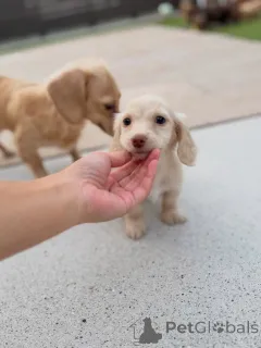 Фото №2 к объявлению №163658 о продаже таксу - купить в Австрии заводчик