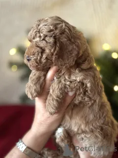 Фото №1. мальтипу - купить в Большом Сочи за 12059719₽. Объявление №161954