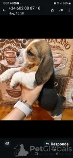 Фото №3. Эта моя милая маленькая девочка готова к усыновлению и ищет свою новую семью..  Бельгия