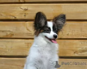 Фото №3. Papillon puppy.  Беларусь