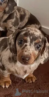 Фото №3. Щенки миниатюрной пятнистой таксы.  Бельгия