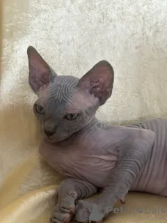 Дополнительные фото: Nataliia