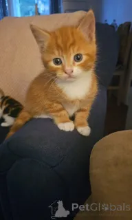 Фото №1. сомали - купить в Zürich за 16234₽. Объявление №139609