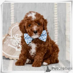 Фото №1. пудель (карликовый) - купить в Дрезден за договорная. Объявление №164345