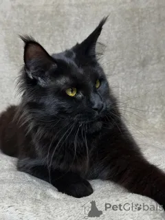 Фото №4. Продам мейн-куна в Аст частное объявление - цена договорная