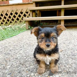 Фото №3. Привет всем, обращайтесь в WhatsApp Business 447450021323..  Германия