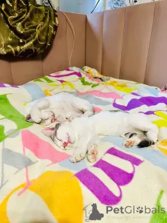 Дополнительные фото: Очаровательный брат с сестричкой в возрасте 4х месяц ищут дом.