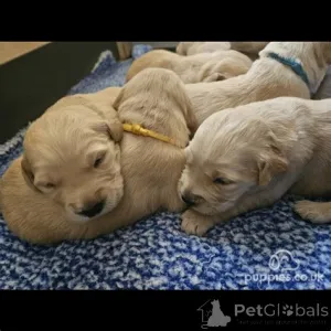 Фото №3. 4 KC зарегистрированных щенков Golden Retriever.  США