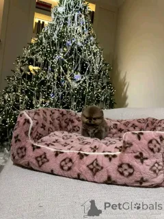 Фото №3. Померанский шпиц, приученный к туалету.  Испания