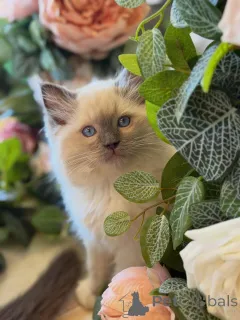 Фото №2 к объявлению №157136 о продаже рэгдолл - купить в Нидерландах заводчик