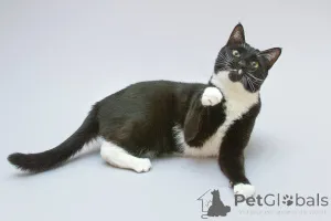 Фото №2 к объявлению №161902 о продаже  - купить в России из приюта