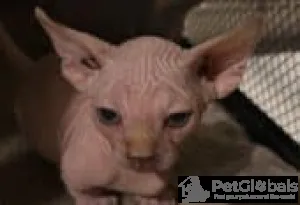 Фото №3. Sphynx котят на продажу.. США