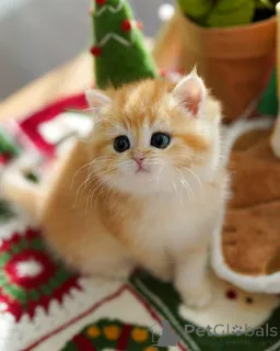 Дополнительные фото: Британский короткошерстный котенок-мальчик