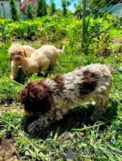 Дополнительные фото: Lagotto Romagnolo, щенок доступен