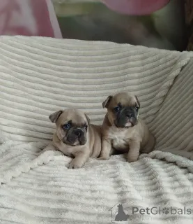 Фото №1. французский бульдог - купить в Минске за 86969₽. Объявление №159472