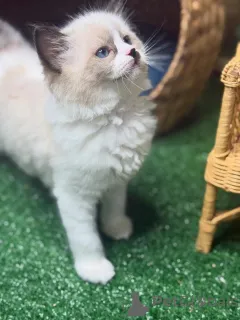 Фото №2 к объявлению №157132 о продаже рэгдолл - купить в Швеции заводчик