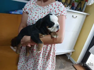 Дополнительные фото: Английский бульдог