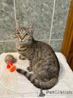 Дополнительные фото: Очаровательная кошечка-подросток Аглая ищет дом