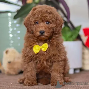 Фото №4. Продажа цвергпинчера в Лидс частное объявление - цена 46384₽