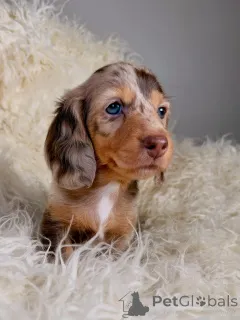 Фото №1. такса - купить в Ниже за 46384₽. Объявление №164272