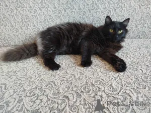 Фото №4. Продам  в Минске  - цена Бесплатно