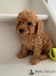 Фото №1. пудель (той) - купить в Гамбург за договорная. Объявление №144430