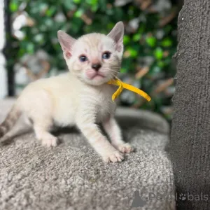 Фото №2 к объявлению №152718 о продаже бенгальская - купить в Швейцарии частное объявление