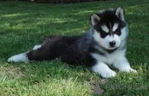 Фото №3. Хиотский хаски де Сибири любит воссоединиться с новыми семьями.  Франция