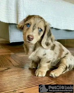 Фото №3. dachshund puppies Business WhatsApp 37256348129.  Финляндия