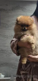 Фото №2 к объявлению №159060 о продаже померанского шпица - купить в Сербии 