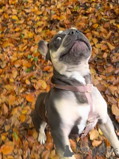 Фото №3. Смелый, отважный и яркий Брунос обладал классической уверенностью французов!.  Люксембург