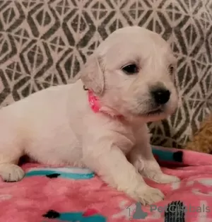 Фото №3. Labrador Retriever Puppy для продажи.  Норвегия