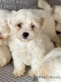 Фото №1. мальтипу - купить в Эсенс за 83490₽. Объявление №149568