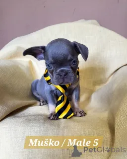 Дополнительные фото: Щенки французского бульдога экзотических окрасов.