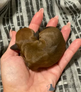 Дополнительные фото: Чистый 100% заводчик, имеющий лицензию миниатюрного пинчера