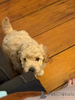 Фото №2 к объявлению №163954 о продаже бордер-колли - купить в США частное объявление