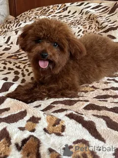 Дополнительные фото: Той пудель подростки