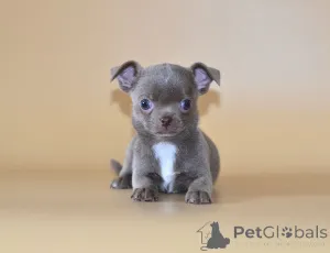 Дополнительные фото: Щенки чихуахуа.