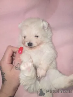 Дополнительные фото: Очаровательные шпицы