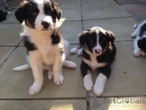 Дополнительные фото: Щенки бордер-колли