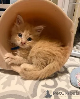 Фото №3. Мейн-кун-Кэтчен. Германия