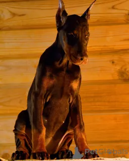 Фото №3. 100% чистокровные щенки Doberman.  Германия
