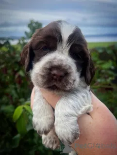 Фото №1. английский кокер-спаниель - купить в Авансоне за договорная. Объявление №159140