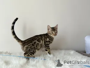 Дополнительные фото: Шикарные Бенгальские котята