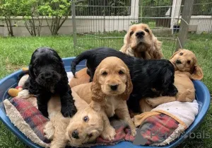 Фото №1. английский кокер-спаниель - купить в Варшаве за договорная. Объявление №163007