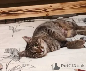 Дополнительные фото: Кошечка Пружинка в добрые руки.