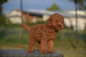 Дополнительные фото: Карликовая пудель