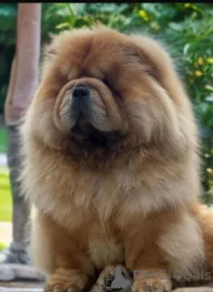 Дополнительные фото: Красивые щенки чау-чау