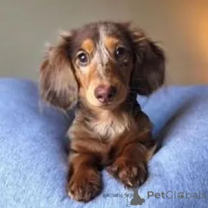 Фото №3. Dachshund Puppy.  Германия